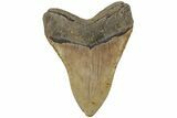Fossil Megalodon Tooth - North Carolina #204567-2